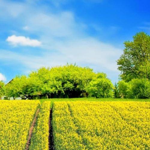 امشبم بازم به سقف ماتم بی خواب