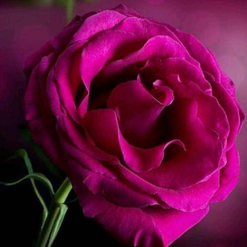 بیبی کریزی کریزی چتی چتی شتی شتی لبی لبی
