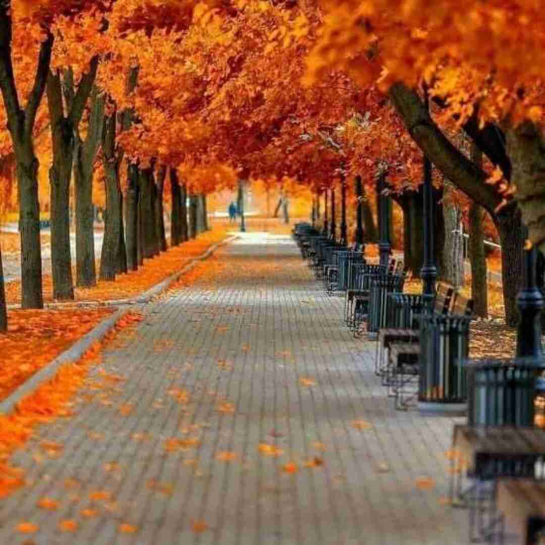 مستی قشنگه یار ته ساقی بوشه