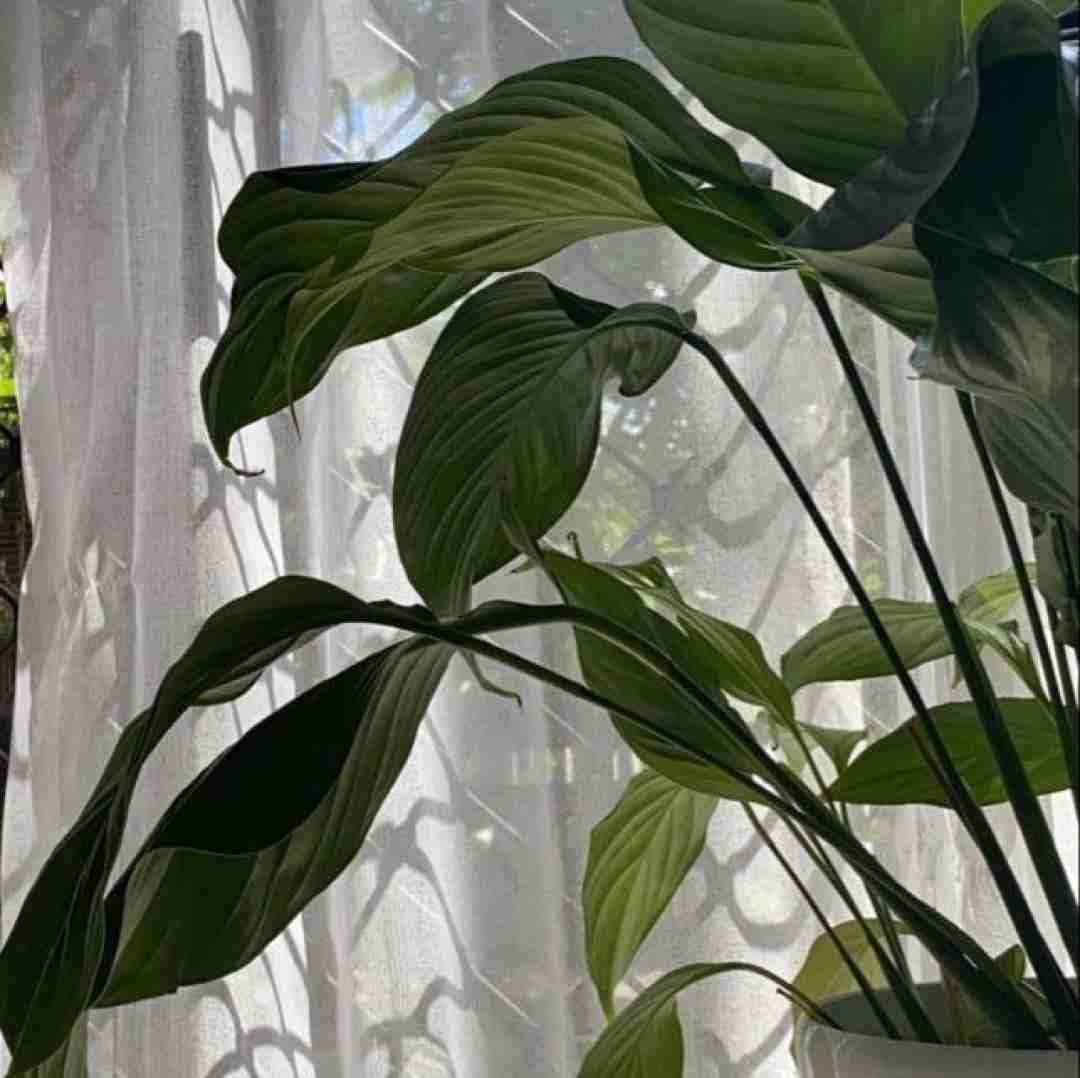  مه عشقی مه چشمی تو با مانتوی مشکی