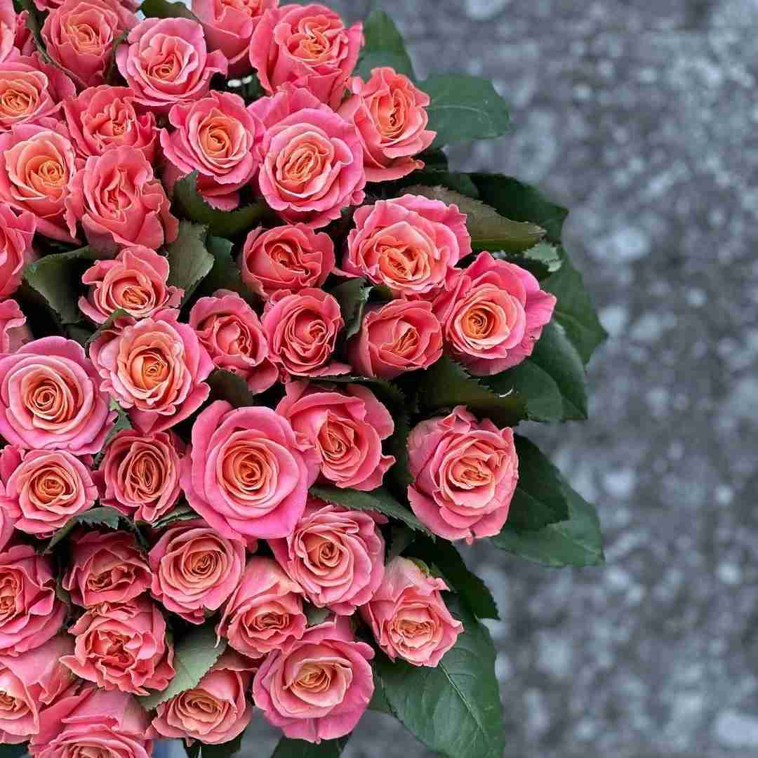 من از تمام دنیا شبی بریدم تو را که دیدم با صدای داملا