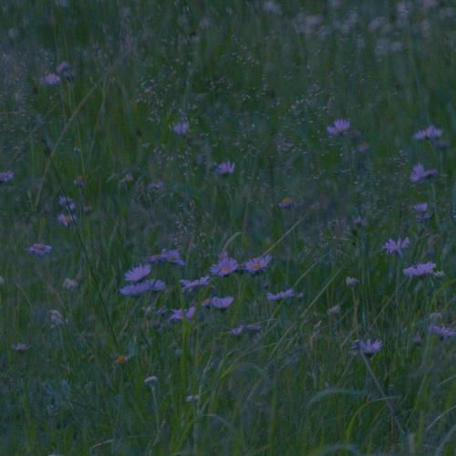 امشب خونه مون بله برونه امشب خونمون (اینستایی)