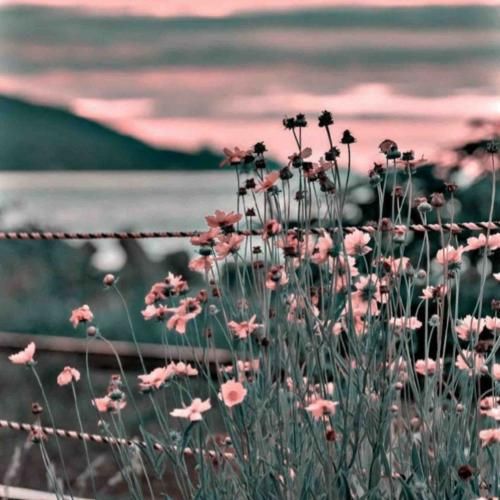 چوار کوله کی مالکم باوانی باوانکم