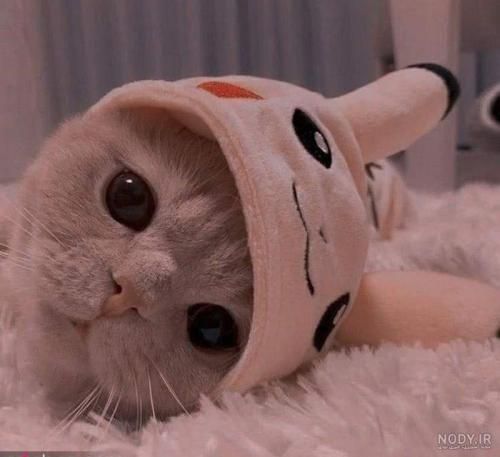 یکی یدونه دل من عو عه عا با صدای گربه اینستا