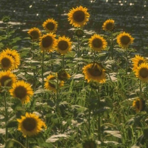 سنا برزنجه بیلانه