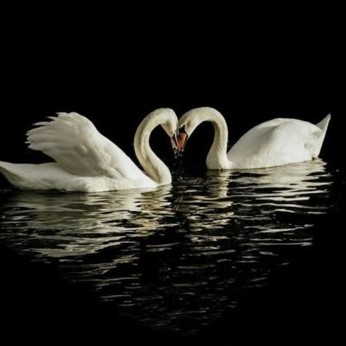  داغ دلم هی میشه تازه وقتی جنازه میره رو جنازه