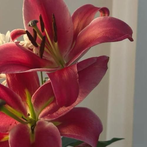 دانلود آهنگ بچه ما یه تیم خوب بودیم پاچید همه چی سر یه بچه مایه